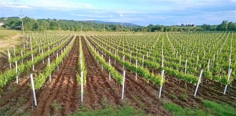 LAG „Istočna Istra“ odobrio nove projekte poljoprivrednih gospodarstava u ukupnoj vrijednosti od 571.940,00 kuna (novci za tri projekta)