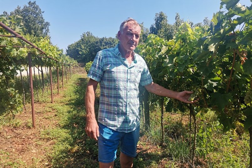 IDEALNI UVJETI ZA BERBU Idući vikend počinje berba grožđa u vinogradima na Labinštini