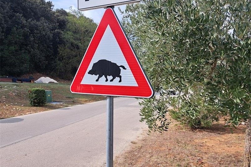Pazite na divljač: Kod Vozilići 43-godišnjakinja automobilom naletjela na divlju svinju
