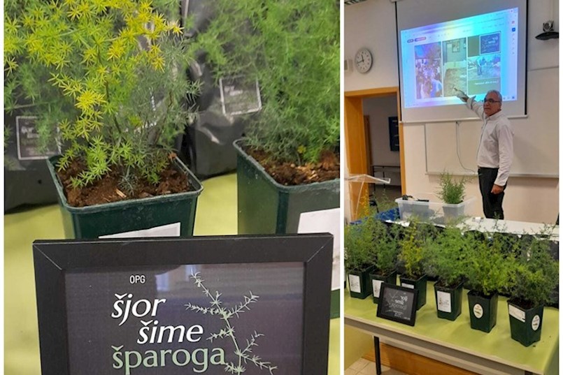 Uzgajivač divljih šparoga iz Labina širi poslovanje: U Slavoniji već započinje sadnja na nekoliko hektara