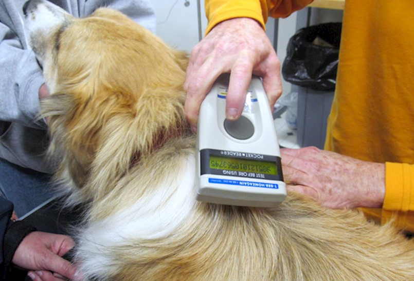 Obavijest o provedbi kontrole mikročipiranosti pasa u Općini Pićan