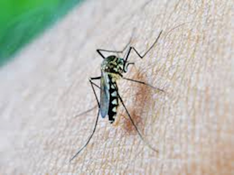 [OBAVIJEST] Na području Općine Kršan suzbijanje komaraca zamagljivanjem 19. i 20. lipnja