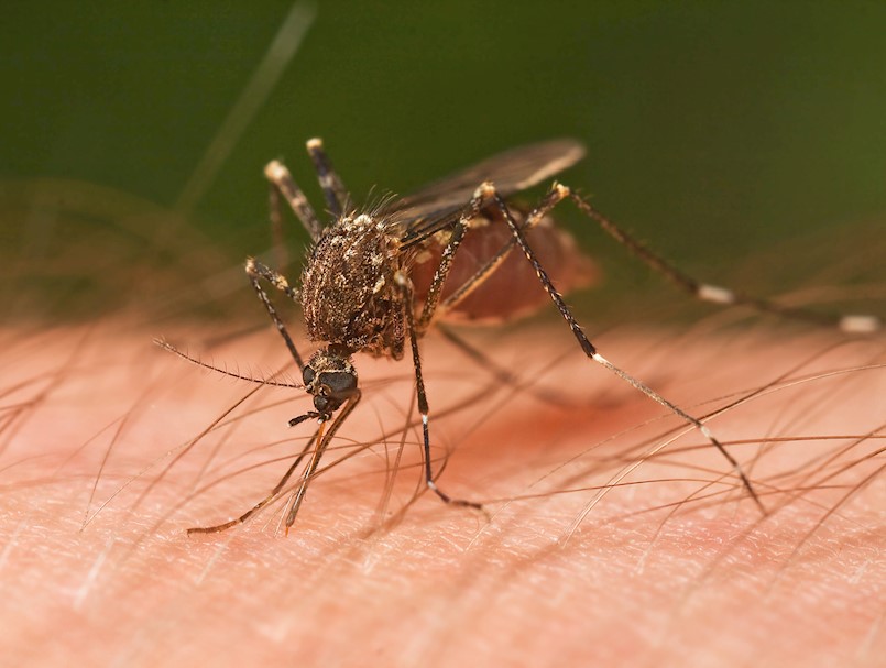 Obavijest o dezinsekciji komaraca na području naselja Raša i Krapna