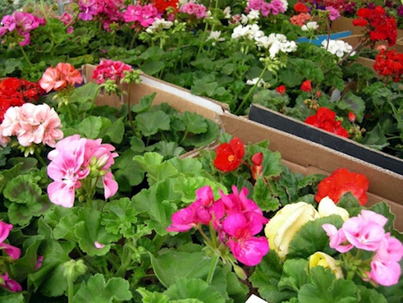 Dopušten rad vrtnim centrima i rasadnicima  te prodavaonicama rezervnih dijelova za poljoprivrednu mehanizaciju i opremu
