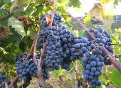 Vino i vinogradi u Hrvatskoj