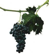 Vinogradarstvo: Cabernet franc & Cabernet sauvignon