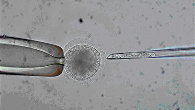 Sveti gral biomedicine: Prvi put klonirane ljudske embrionalne matične stanice!