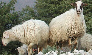 Zaštita istarske ovce