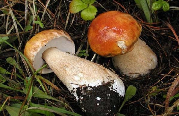 Tajanstveni nestanak gljiva s istarskog poluotoka