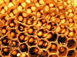 Proizvođači meda konačno ravnopravni na tržištu