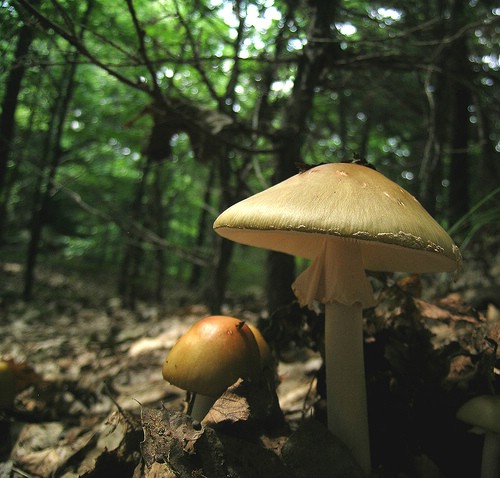 Društvo gljivara Labinštine upozorava: Determinirajte gljive koje konzumirate svakim danom od 16 do 18 sati