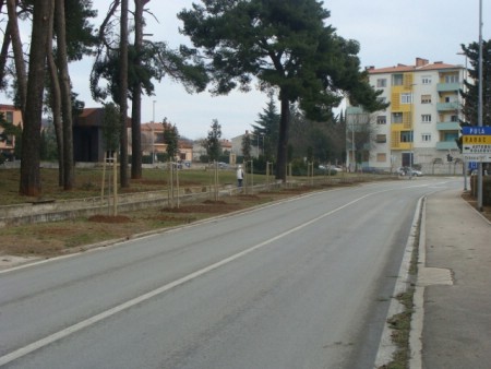 Zasađen drvored hrasta crnike