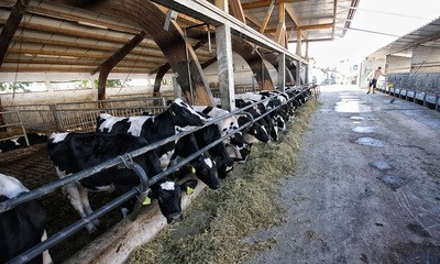 Bio Adria - najveća istarska farma goveda: Treba im hektar zemlje po kravi