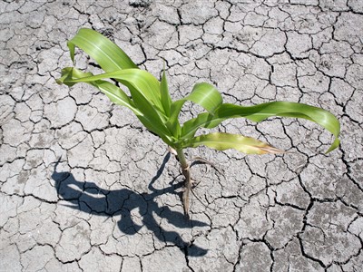 Kršan: Obavijest o isplati pomoći osobama koje su prijavile štetu na poljoprivrednim kulturama uzrokovanu sušom