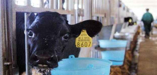 Novi udar na standard: Poskupljuje mlijeko - mljekarima 15 lipa više