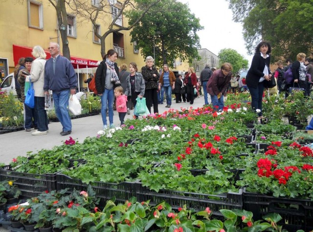 6. Sajam cvijeća u Labinu okupio 20-ak izlagača