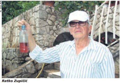 Stršljena je u Istri sve više, ali još uvijek samo domaćih