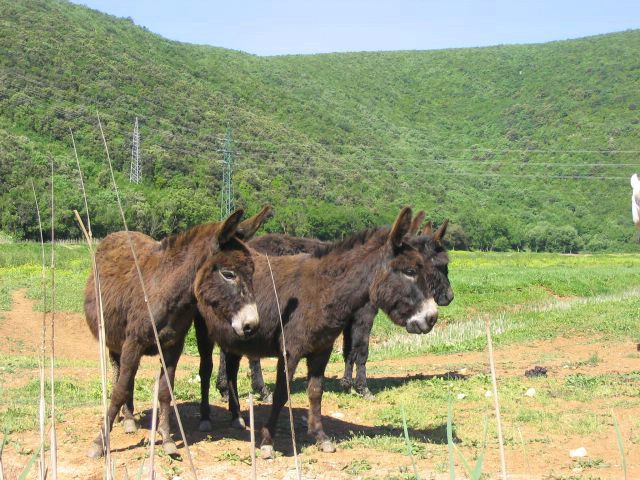 Istarski magarci u rezervatu Liburna ipak će preživjeti