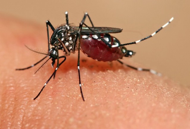 HZJZ: U Hrvatskoj malen rizik od širenja zika virusa