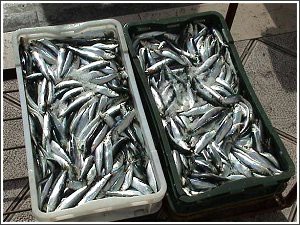 Đir po labinskoj tržnici: Nema plave ribe zbog lovostaja