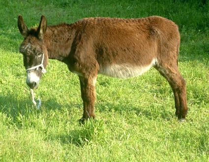 Dvojac iz Pićna optužen za mučenje magarca: pilom mu rezali kopito nakon što su ga izgrizli psi