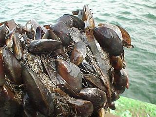 Oprez pri konzumaciji školjaka i morskih jaja u Istri - zatvorena uzgajališta u Raškom i Limskom zaljevu