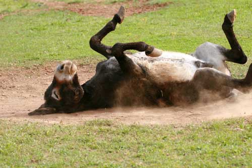 Stručni skup „Zaštita i očuvanje izvornih pasmina magaraca“
