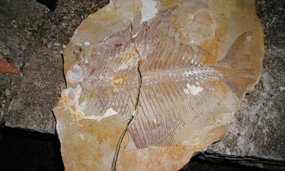 Paleontološko otkriće kraj Barbana