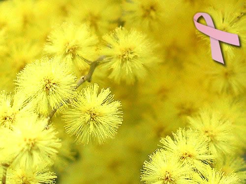 Ove subote Liga protiv raka obilježava „Dan mimoze“ (Audio)