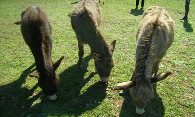 Raški rezervat Liburna: Ostaje samo deset magaraca